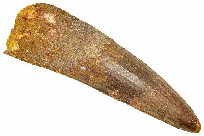 Fossil Spinosaurus Tooth - Real Dinosaur Tooth #366498